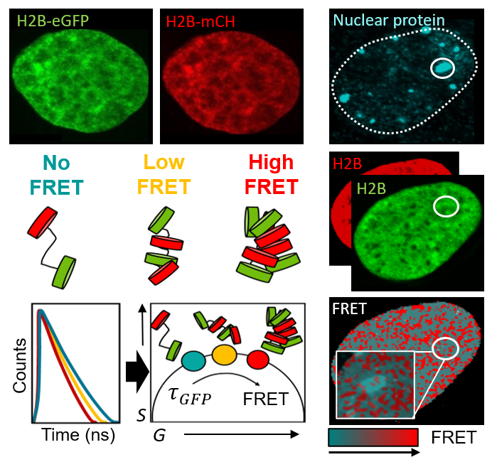 Diagram of cell nucleus