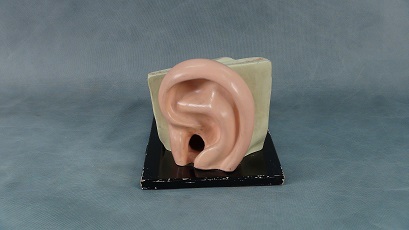 Model of the Ear 1